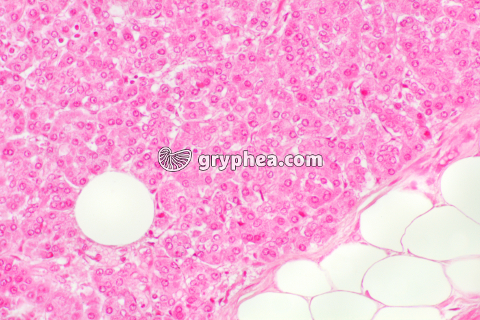 Pancréas sain x60 - gryphea.org